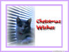 wallpapers-christmas-kitten