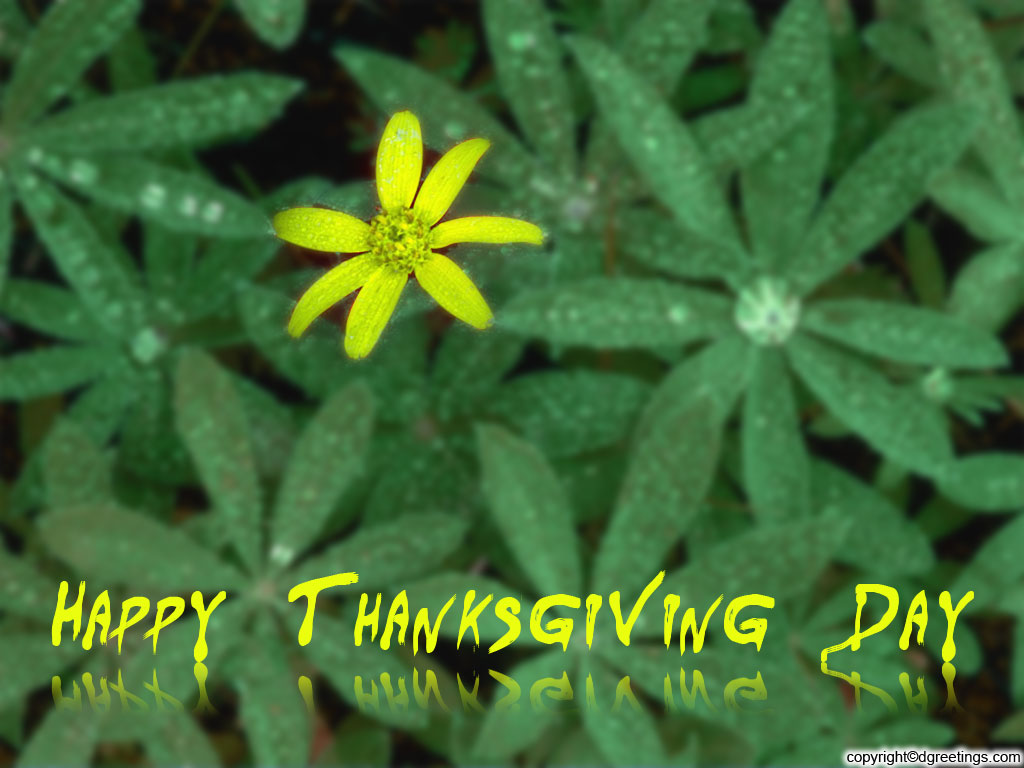 Thanksgiving Flowers Wallpapers