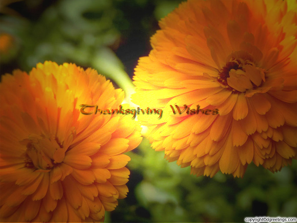 Thanksgiving Flowers Wallpapers