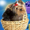 Cute Puppy in a Basket